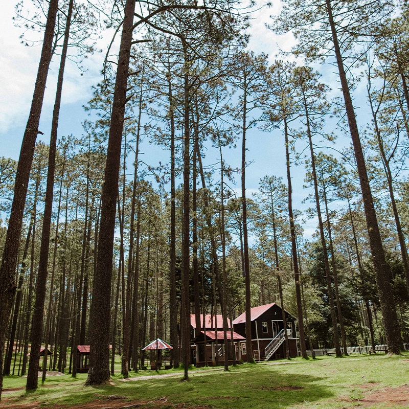Rancho Nuevo (Parque Nacional y Bosque)