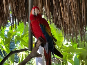 Aluxes y Roberto Barrios - foto 5